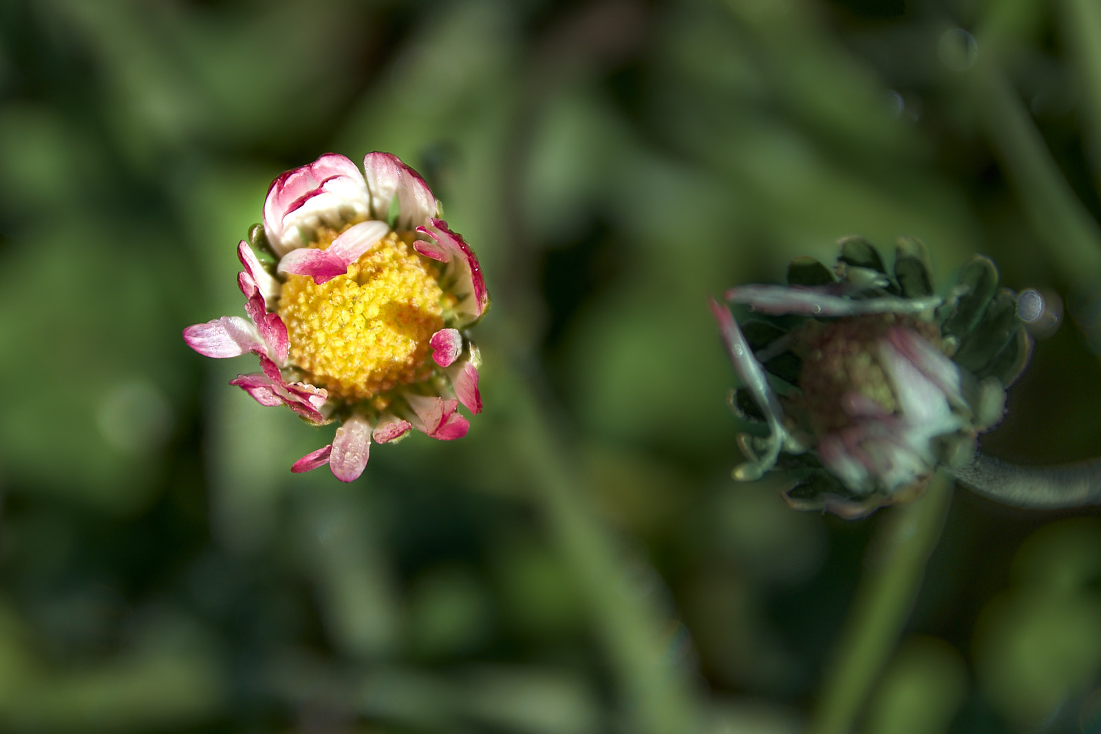 Macro  IMG8162 20 02 09JPEG sRGB 1600px sin firma